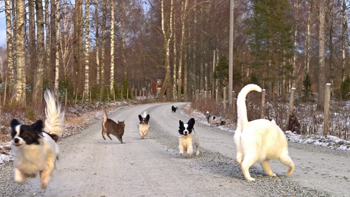 Flera hundar och en katt på en grusväg med skog i bakgrunden.