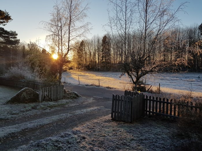 Vinterlandskap med låg sol, frostigt gräs och trästaket.