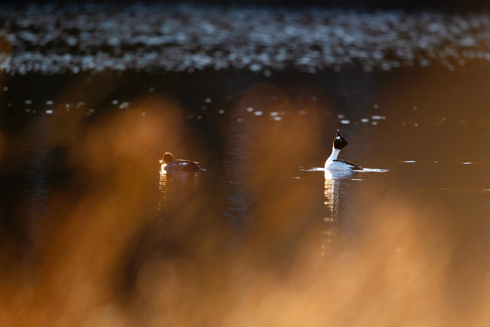 Två änder simmar i vatten med solljus som reflekterar, en and i fokus med fotograferad med teleobjektiv.