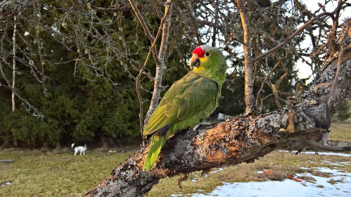 Grön papegoja med rött och gult huvud sittande på en trädgren i ett vinterlandskap med en hund i bakgrunden.