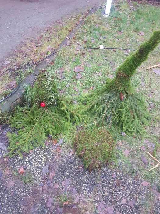 En skapelse av granris formad som en skogstomte med en röd boll som näsa på en skogsmark.