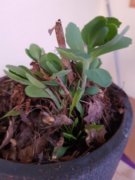 Kärleksört som skjuter nya gröna skott i en kruka med gammal jord och visset lövverk.