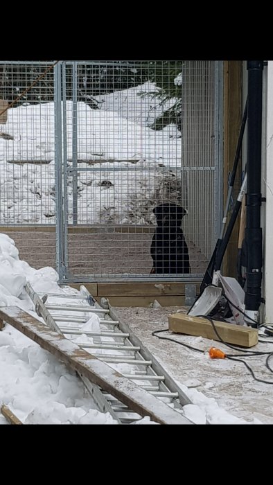 Hund står inne i nyligen byggd hundgård med snötäckt mark och byggmaterial i förgrunden.