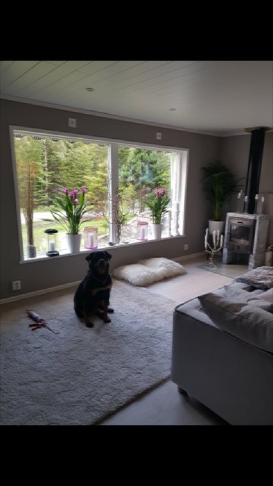 Vardagsrum under renovering med soffa, matta och hund framför fönster med utsikt över trädgården.