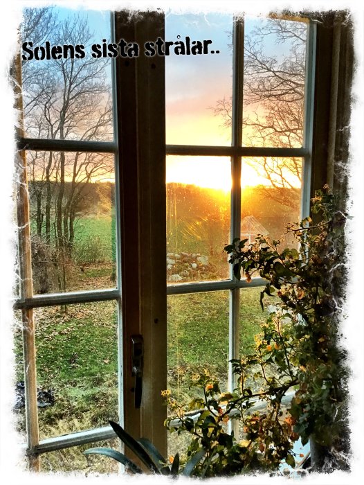 Solnedgång sedd genom ett fönster med texten "Solens sista strålar" och blommande växt vid sidan.