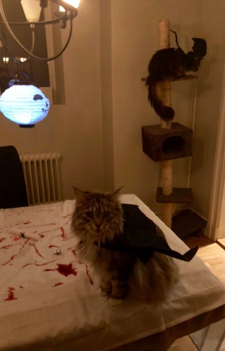 Två Maine Coon katter, en i en klösträd och den andra iklädd en mantel på ett bord.