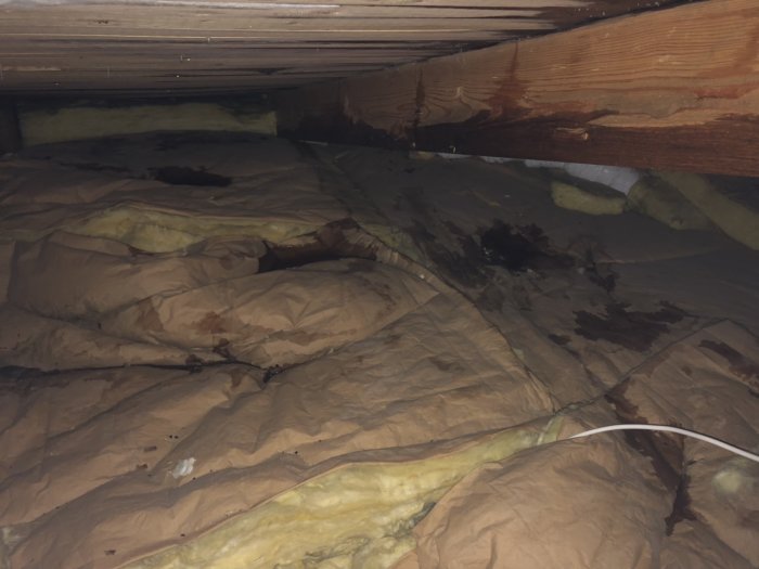 Vind med våt isolering och träbjälkar, mörka vattenfläckar synliga.