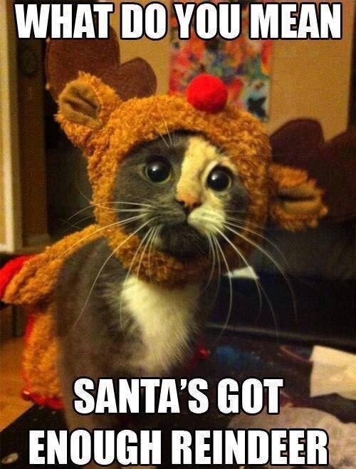 Katt utklädd till ren med texten "What do you mean Santa's got enough reindeer