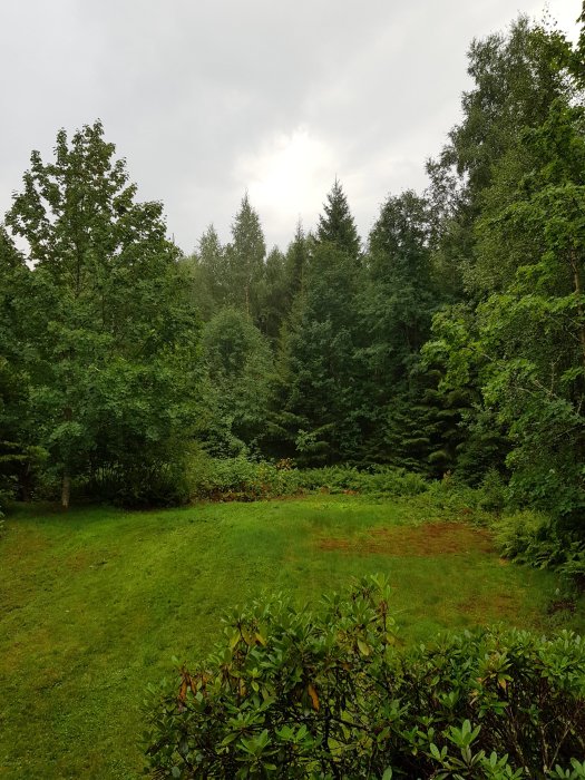 Oskött fritidshustomt med gräsmatta och omgivande skog, ormbunkar och vild vegetation.