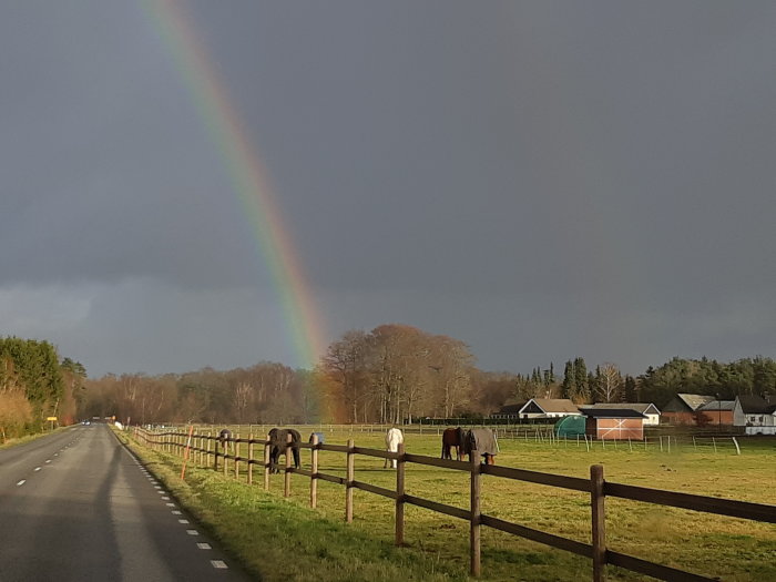 Regnbåge som syns från en landsväg över hästhagar efter regn med solen som bryter igenom molnen.