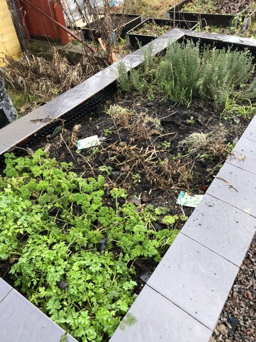 Två upphöjda odlingslådor med grönkål, kryddor och nyligen planterade jordärtskockor och vitlökar.