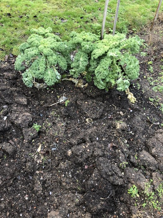 Grönkål i trädgårdsland med nyplanterade jordärtskockor och vitlök i jorden, redo för vintern.