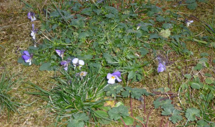 Styvmorsvioler som blommar på en gräsmatta i december.