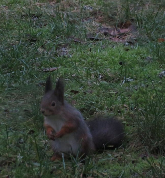 Ekorre sitter på gräset vid skymningen, verkar äta eller leta efter mat.