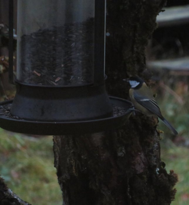 Talgoxe vid en fågelmatare fylld med solrosfrön tidigt på morgonen.