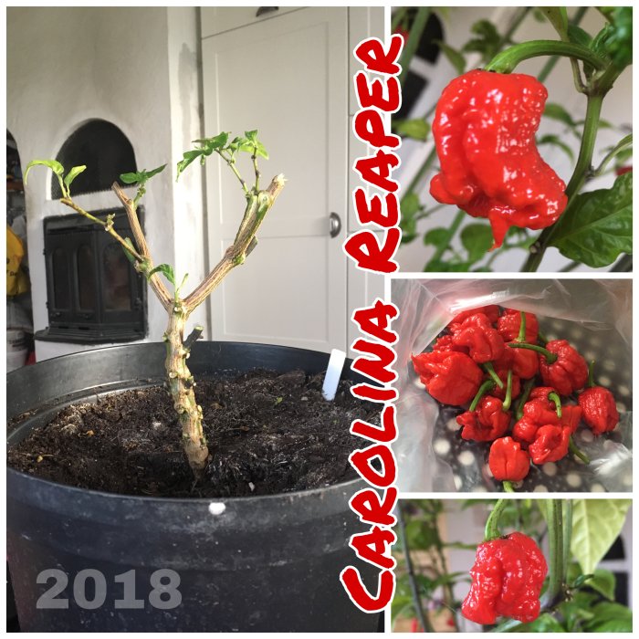 Beskuren Carolina Reaper-planta i kruka, skördade röda chilifrukter och närbild på frukt.