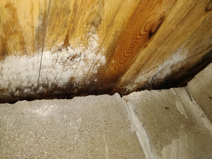 Vitmögel på träbjälke och betonggrund i krypgrund, misstänkt fuktskada.