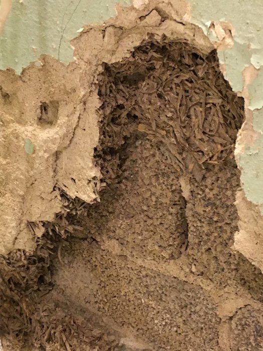 Skadad vägg med porös puts och exponerad Träullit som behöver renovering.