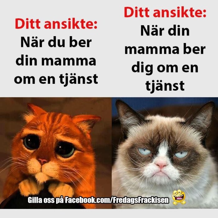 Meme med två katter, en ser bedjande ut med text "Ditt ansikte: När du ber din mamma om en tjänst", den andra sur med text "Ditt ansikte: När din mamma ber dig om en tjänst".