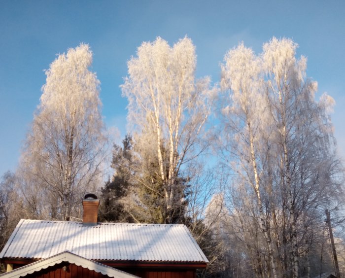 Frostiga träd och ett rött hustak under en klarblå himmel i solsken.