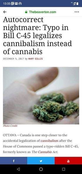 Skärmdump av en artikel om ett stavningsfel som felaktigt legaliserar kannibalism istället för cannabis, med bild på en cannabisblomma.