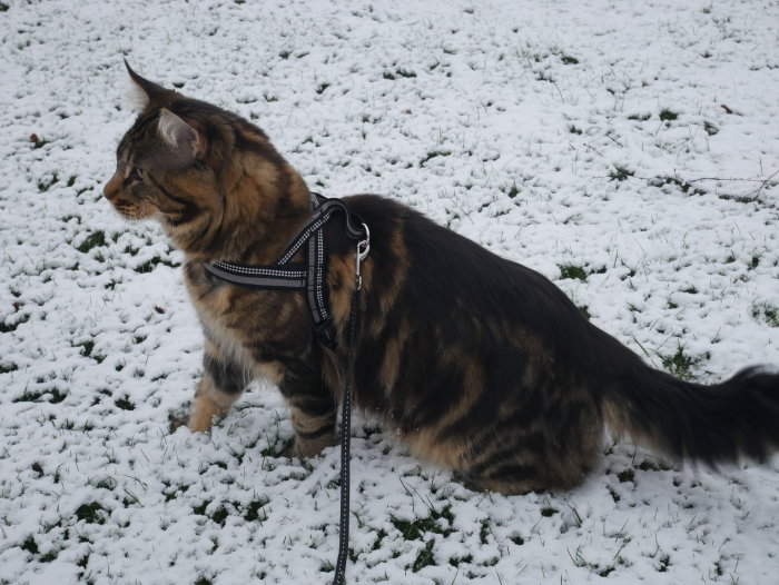 Katt i sele spanar ut över ett lätt snötäckt gräsområde.