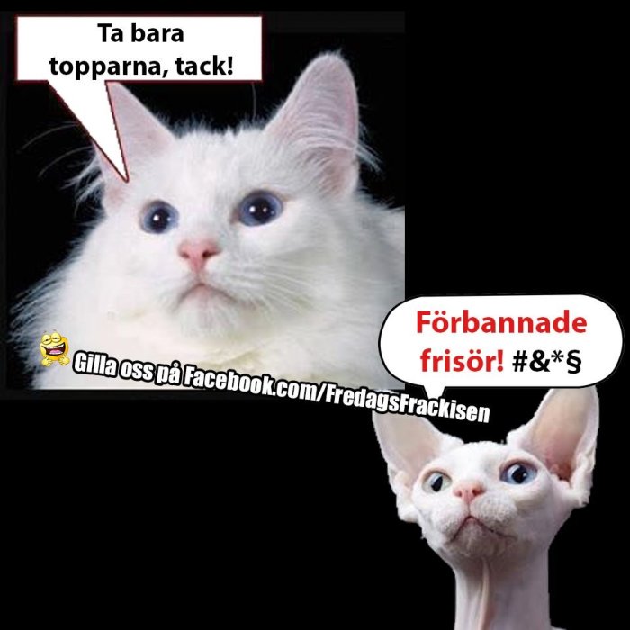 Två katter med humoristiska pratbubblor om frisyrer, en fluffig vit katt ovan och en naken Sphynxkatt nedan.
