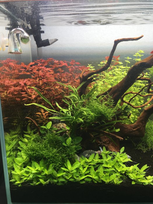 Akvarium med röda och gröna växter, trädrötter och en synlig vattenpump.