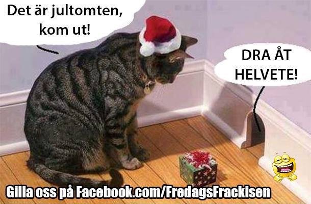Katt med jultomteluva blickar ned på en liten figur, humoristiska pratbubblor, julstämning.