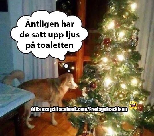 Hund ser nyfiket på en julgran som står inne i ett hus.