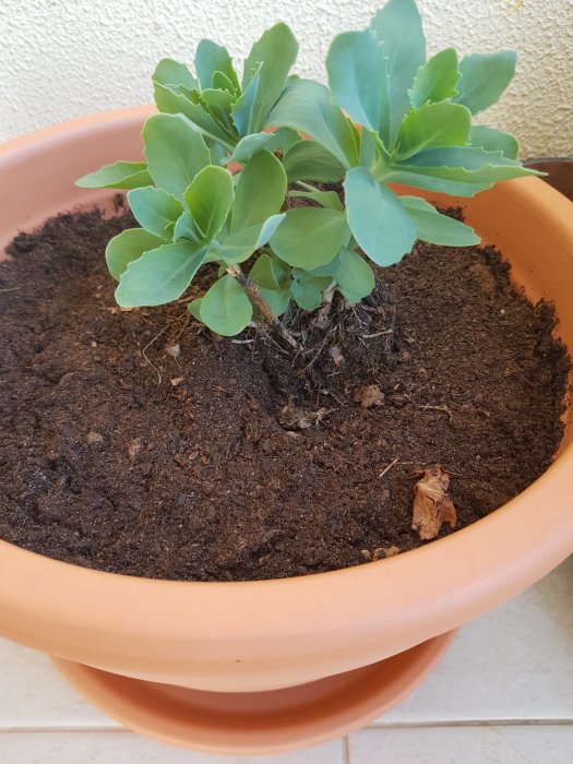 Kärleksört växt som frodas i terrakottakruka med fuktig jord och vit bakgrund.
