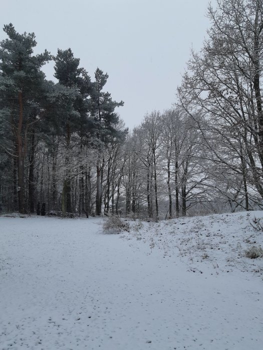 Snötäckt skog och mark med träd i bakgrunden under grå himmel.