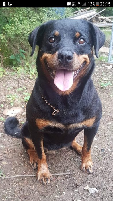 Leende rottweiler som sitter på marken med tungan ute.