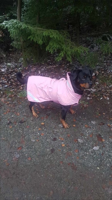 Svart och tan rottweiler i rosa hundjacka står på en grusväg med skog i bakgrunden.