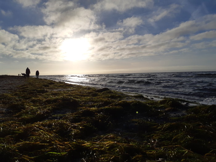 Solnedgång vid havet med tångbelagd strand och personer på avstånd under en klar himmel.