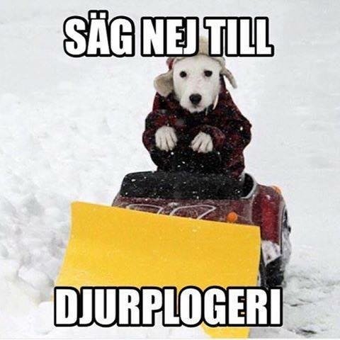 Hund med röd jacka sitter på en gul och svart snöplog med texten "Säg nej till djurplogeri".