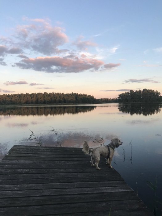 Hund står på en brygga med utsikt över en spegelblank sjö vid skymning, med skog i bakgrunden och moln på himlen.