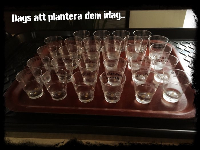 Transparenta plastglas med jord och frön på bricka, redo för plantering.