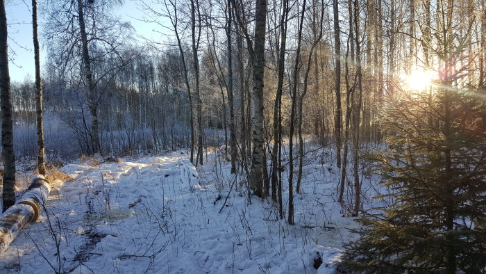 Soligt vinterskogssceneri med nedhuggna aspträd och snötäckt mark.