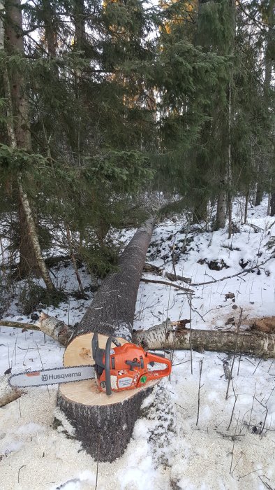 Husqvarna motorsåg vid nedsågad stor asp i vinterskog med snö och solljus.