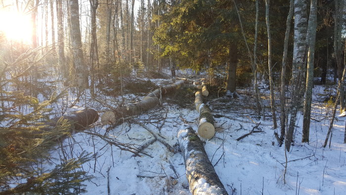 Fällda aspar i snöig skog med solen som skiner genom träden.