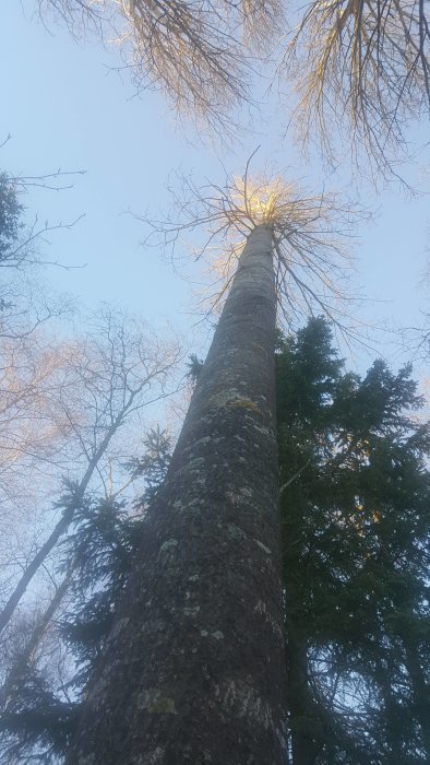 Hög asp sedd från marken med solen bakom trädtopparna i en skog.