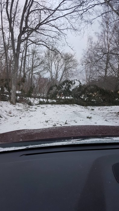 Nedfallna trädstammar på en snöklädd mark sedd från en bil.