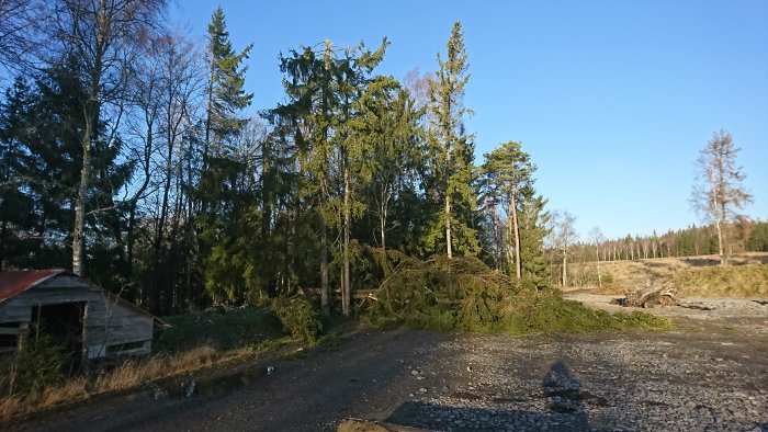 Vindfällen nära en gammal skjulbyggnad med skog i bakgrunden under en solig dag.