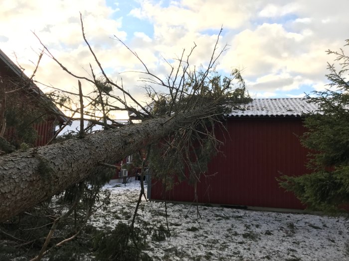 Ett stort träd som fallit på en röd byggnad med snöfläckad mark runtomkring.