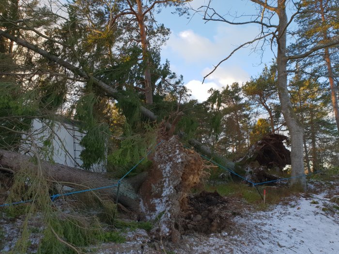 Upprootade träd vid en bostad, en med säkringslina, efter stormen Alfrida, med snö på marken.