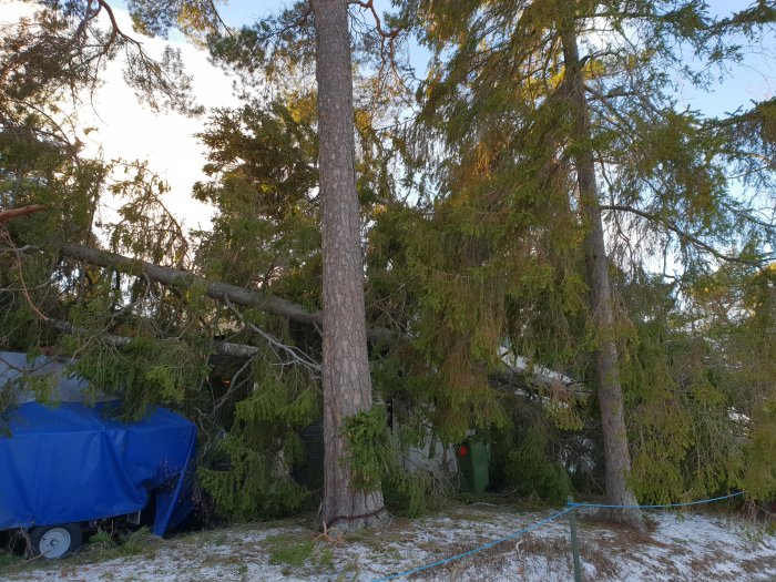 Nedfallna trädstammar över en pressenningtäckt släpvagn bredvid ett hus, med snö på marken och skymd vindskiva.