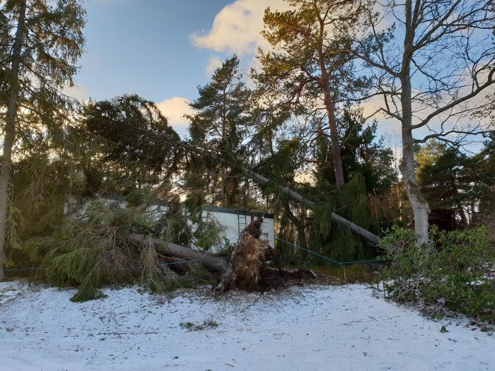 Omkullblåst stort träd med rötterna i luften nära ett hus, snötäckt mark och blå himmel i bakgrunden.