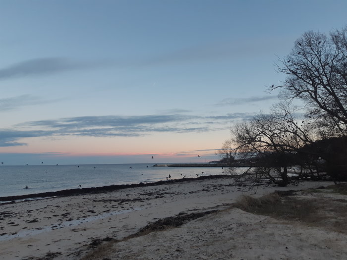 Solnedgång på Österlen med strand, hav, silhuetter av träd och fåglar i flykt.