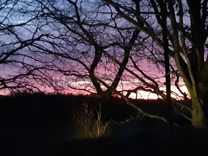 Siluett av träd mot en färgrik solnedgång med nyanser av rosa och blått.